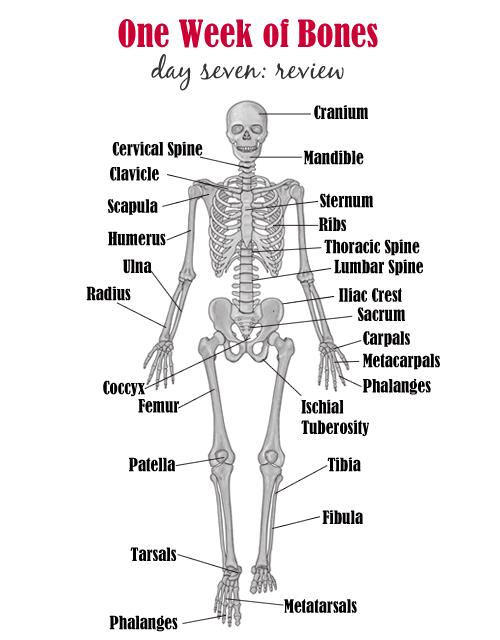 Anatomy for Yogis
